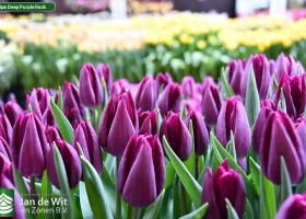 Tulipa Deep Purple Rock (2)